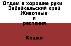 Отдам в хорошие руки - Забайкальский край Животные и растения » Кошки   